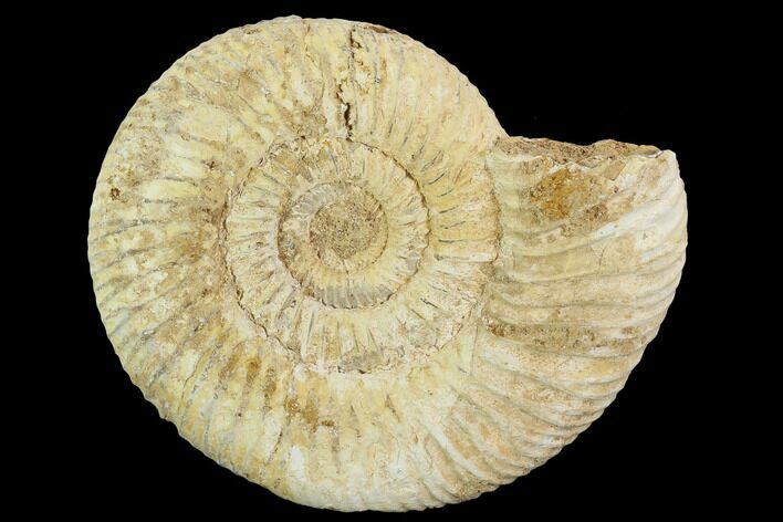 Perisphinctes Ammonite - Jurassic #100287